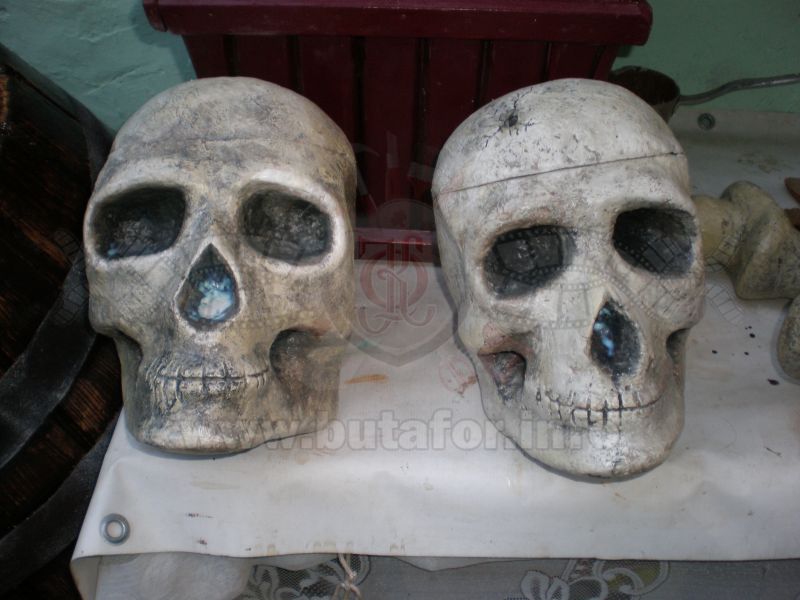Models of the skeleton and skulls